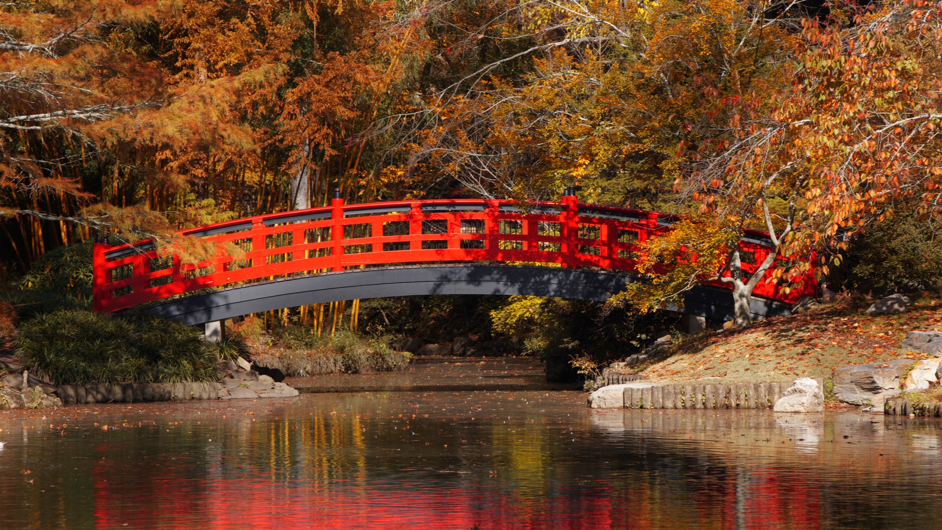 A red bridge over a pond leads to a japanese garden at Duke University in Durham, North Carolina. Duke garden is one of the attractions in the city and is open to the public for free.